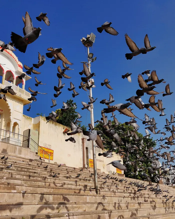 Pigeons over the temple ghats at Pushkar