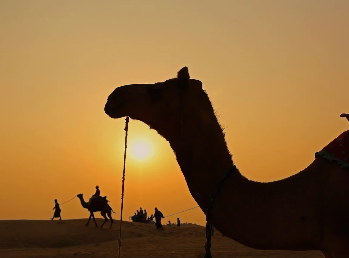 Camels silhouetted against a Thar Desert sunset