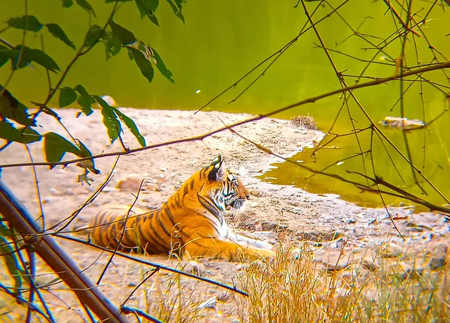A tigress in the forest of Bandhavgarh National Park