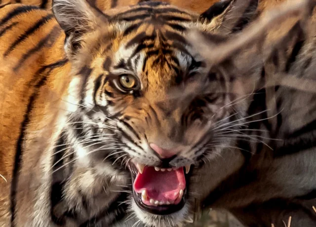 A Bengal tiger in Panna National Park